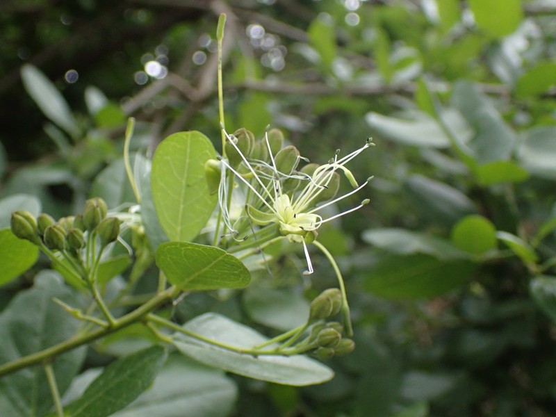 Maerua triphylla photo 6