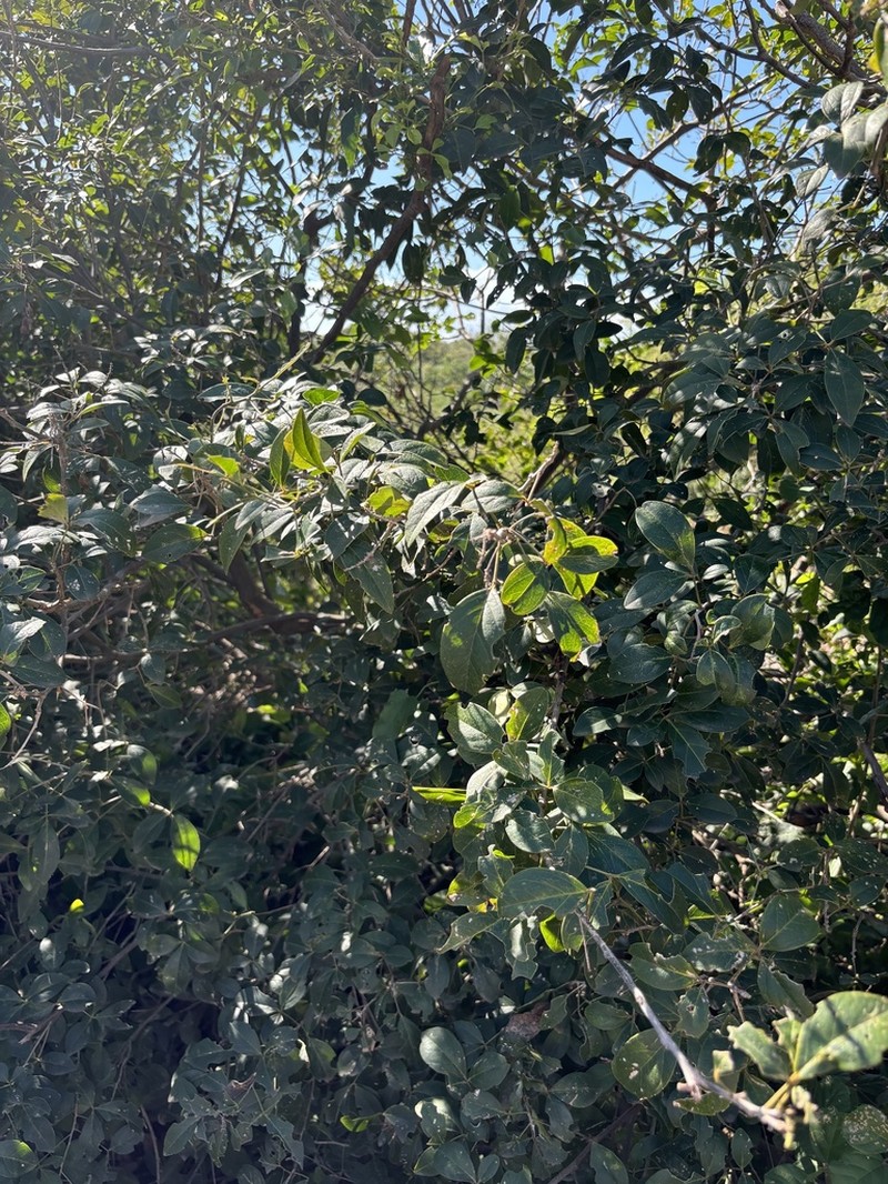 Maerua triphylla photo 7