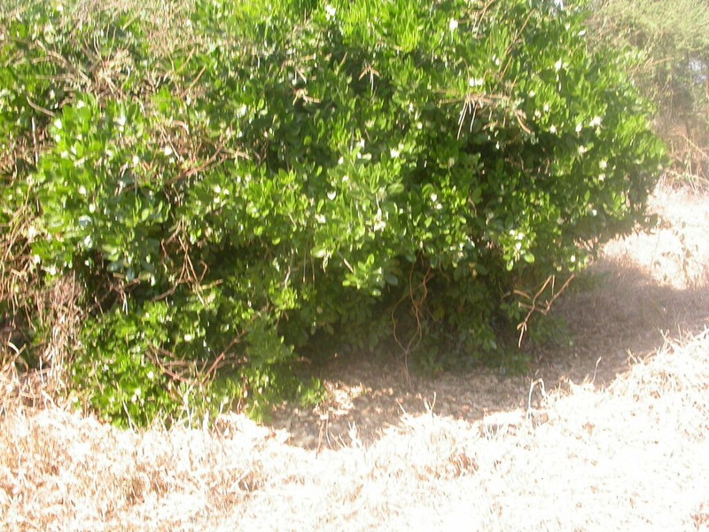 Maerua triphylla photo 8