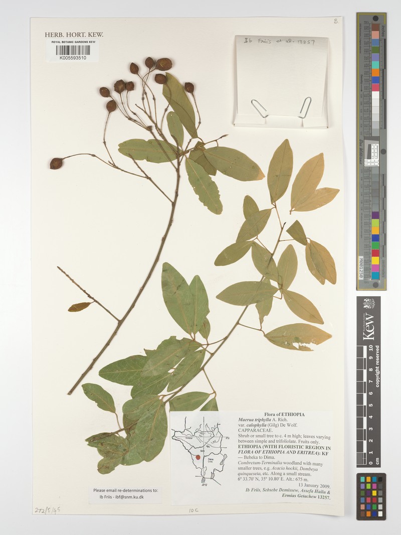 Maerua triphylla var. triphylla
