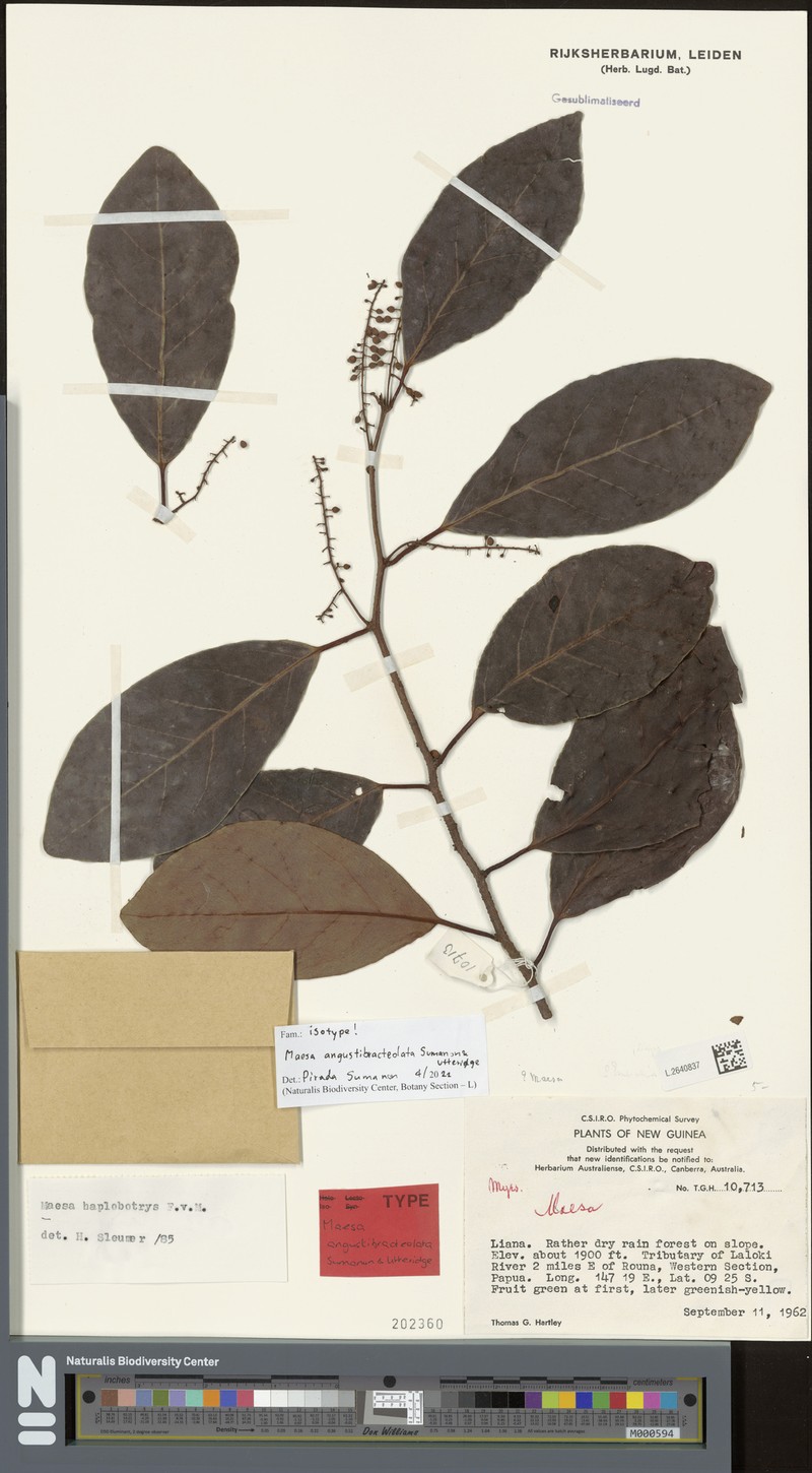 Maesa angustibracteolata