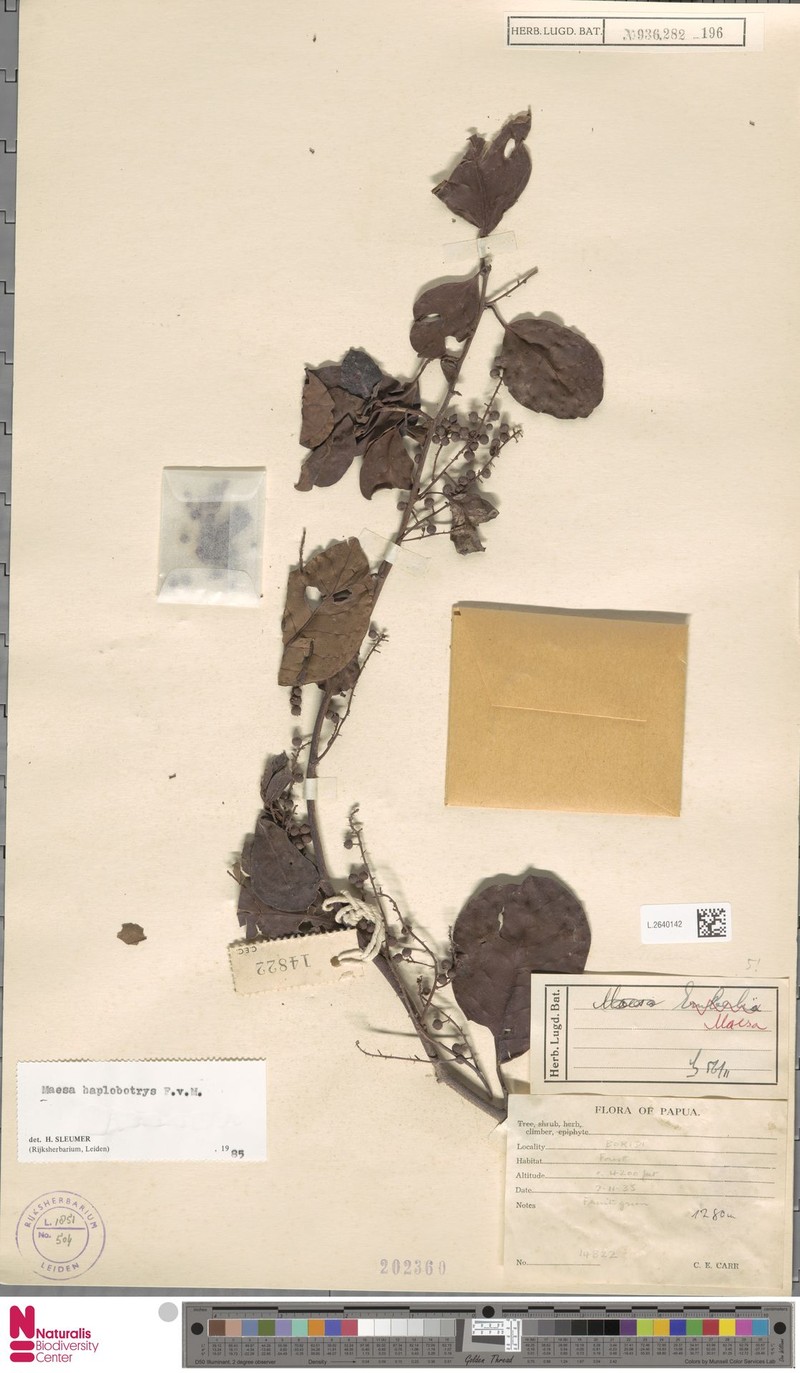 Maesa angustibracteolata photo 2