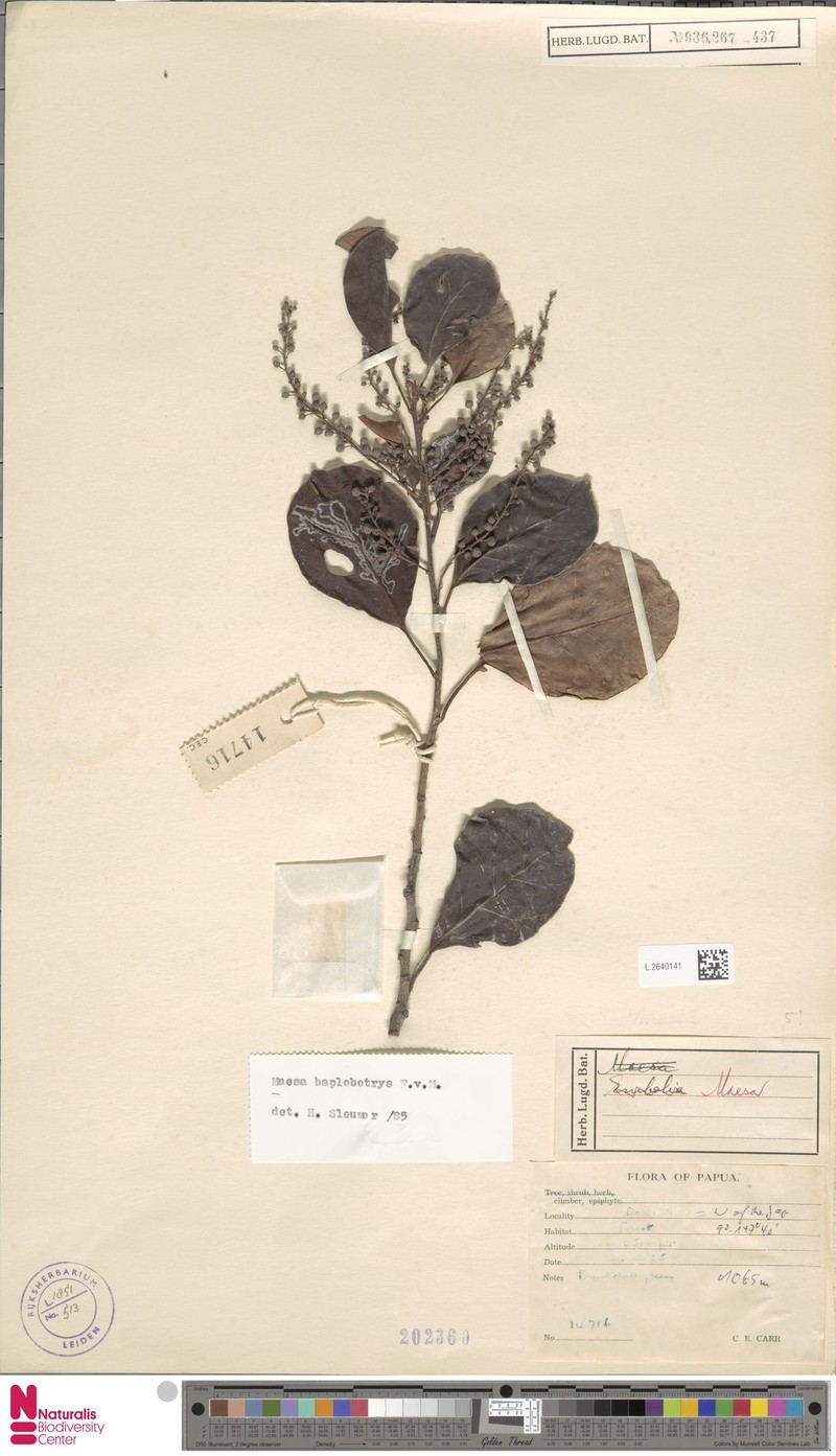 Maesa angustibracteolata photo 3