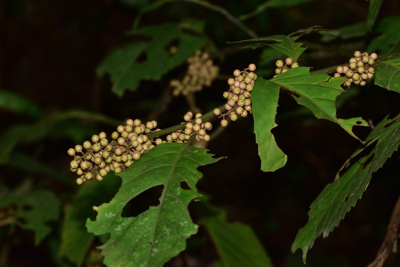 Maesa argentea