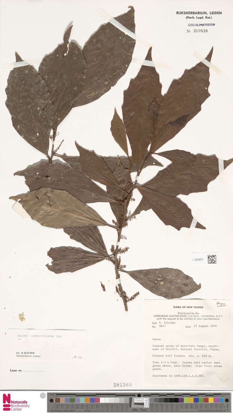 Maesa aurulenta