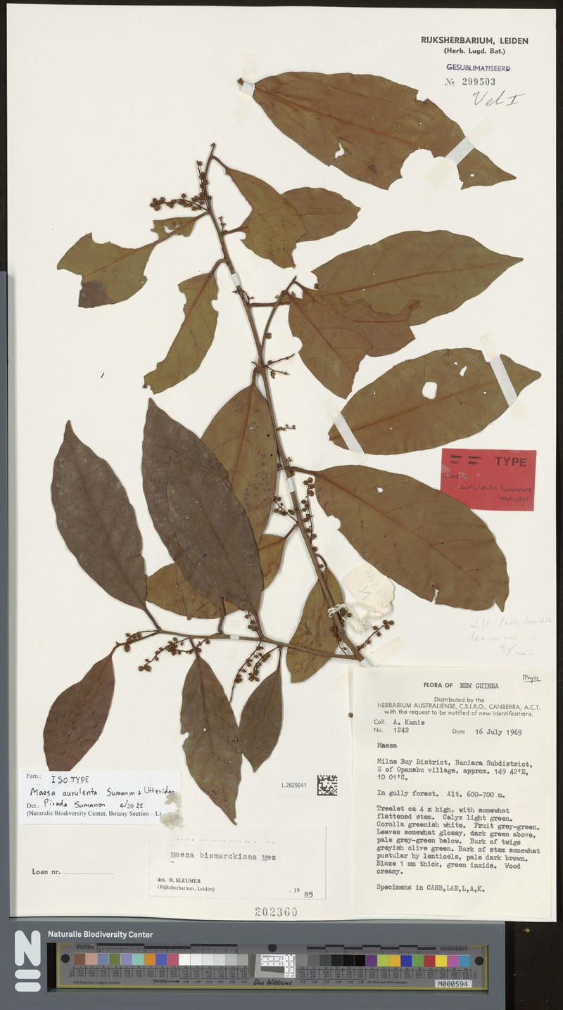Maesa aurulenta photo 2