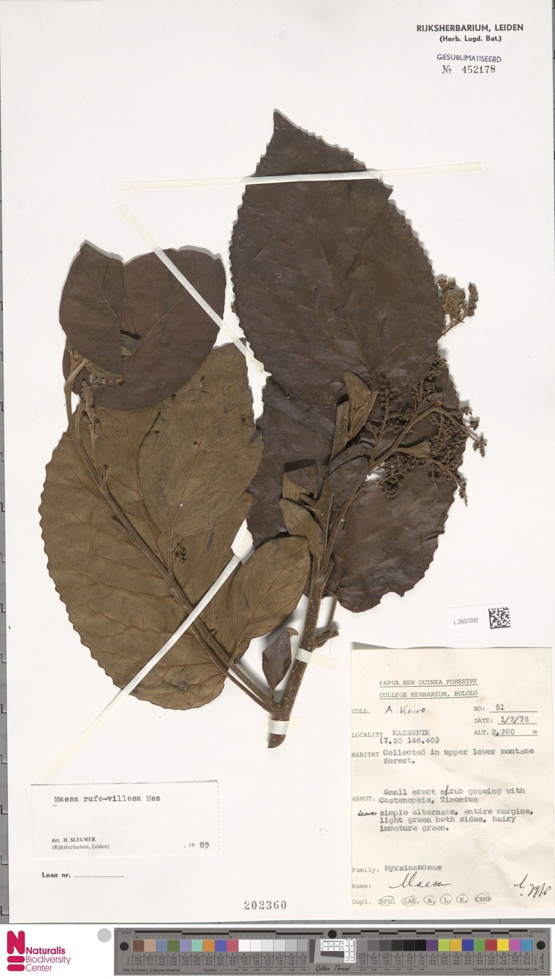 Maesa brevipedicellata