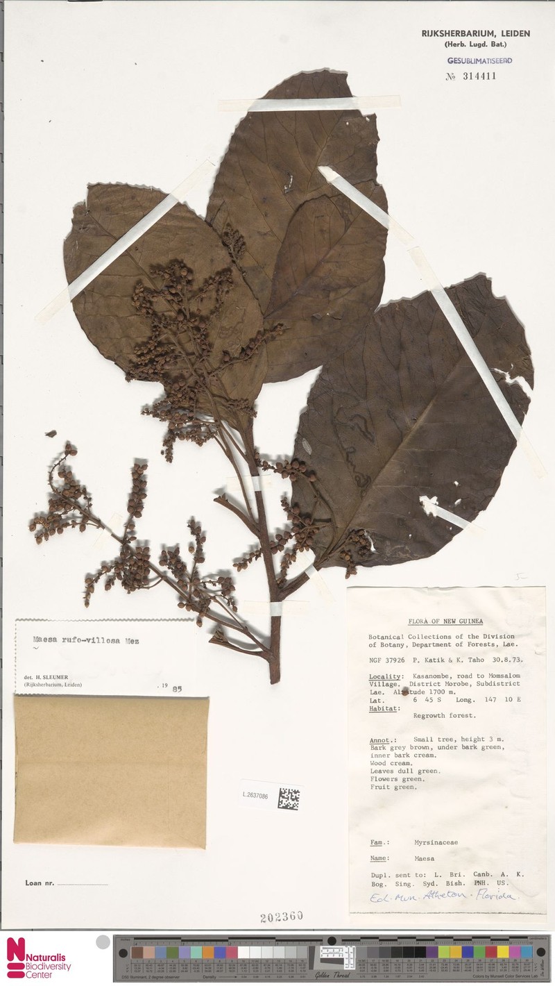 Maesa brevipedicellata photo 2