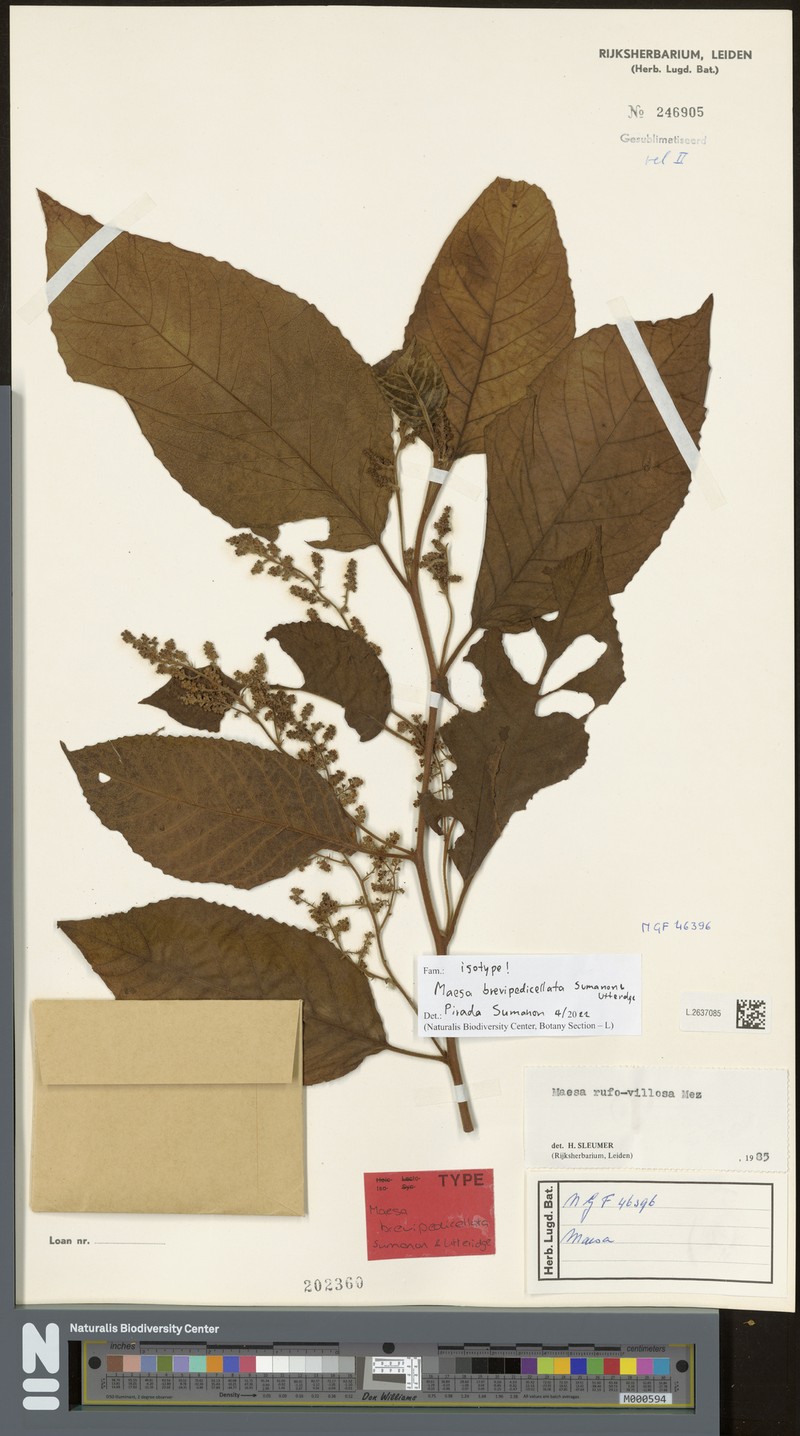 Maesa brevipedicellata photo 3