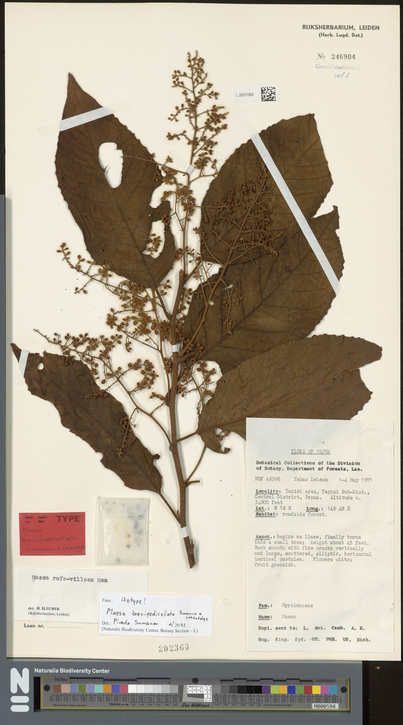 Maesa brevipedicellata photo 4