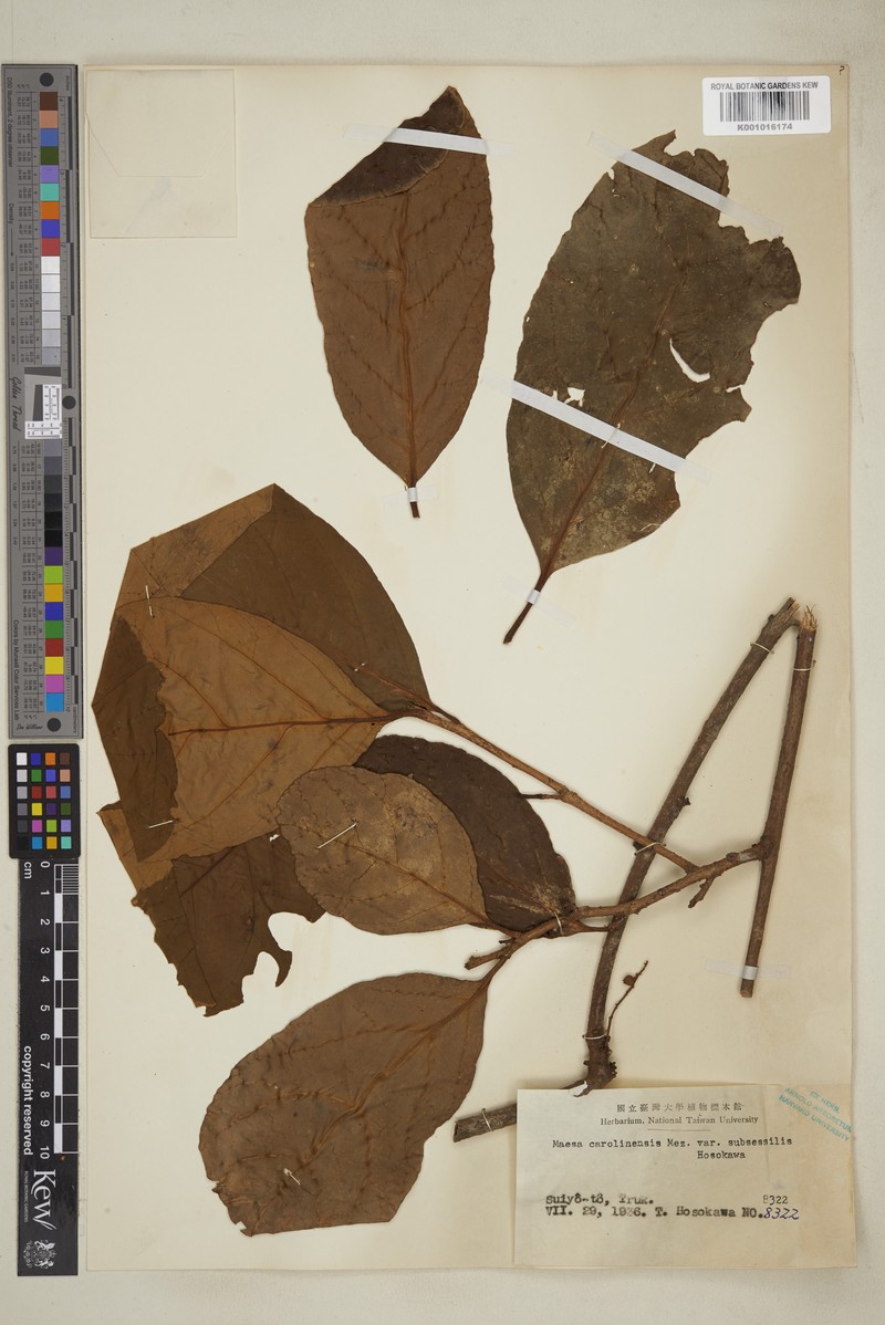 Maesa carolinensis var. subsessilis