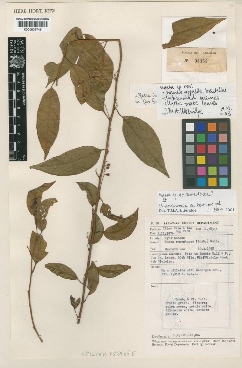 Maesa inculticola