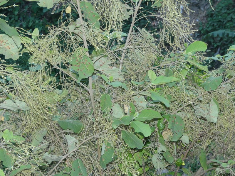 Maesa macrophylla