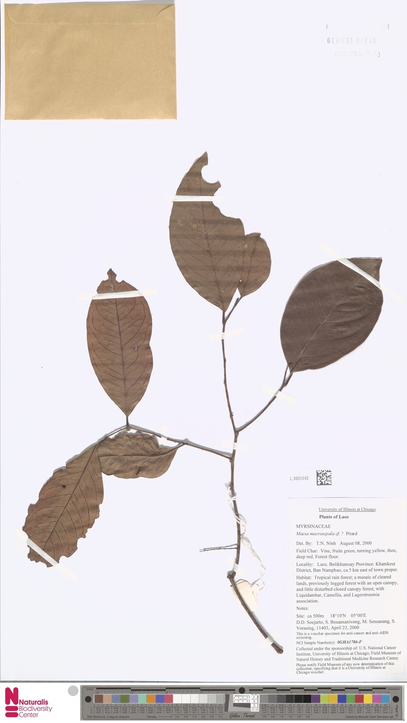Maesa macrosepala