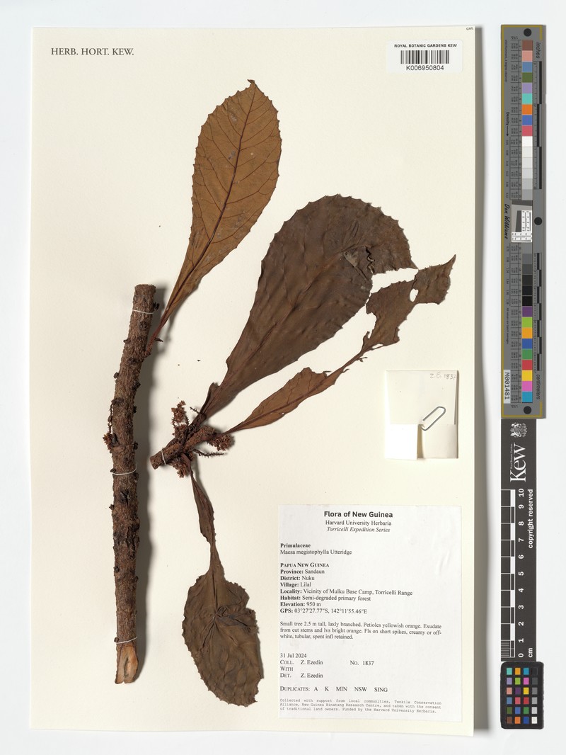 Maesa megistophylla