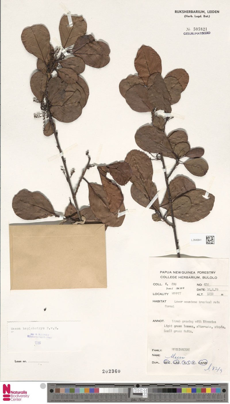 Maesa oblanceolatifolia