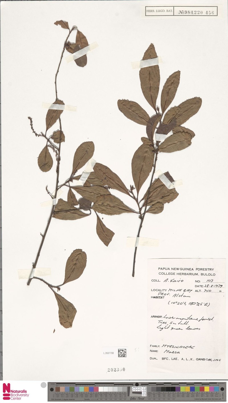 Maesa oblanceolatifolia photo 2