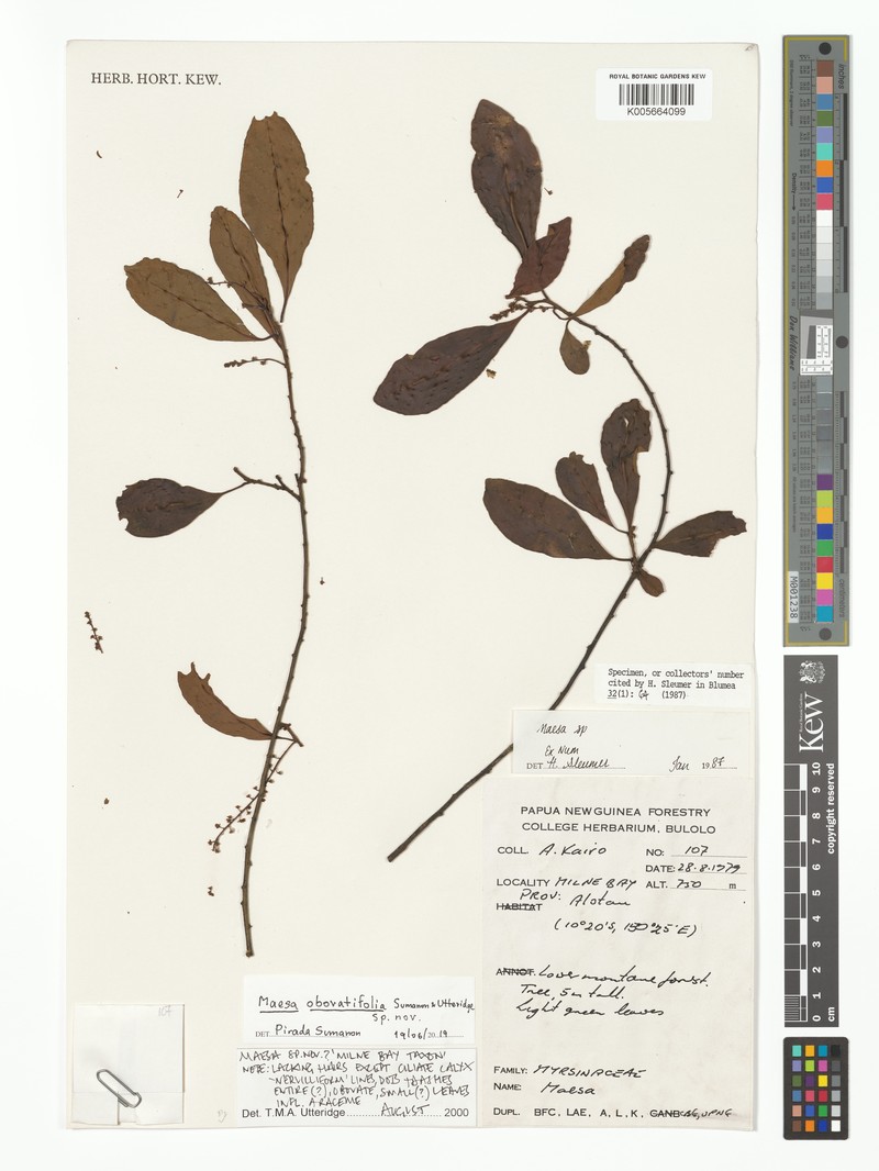 Maesa oblanceolatifolia photo 3