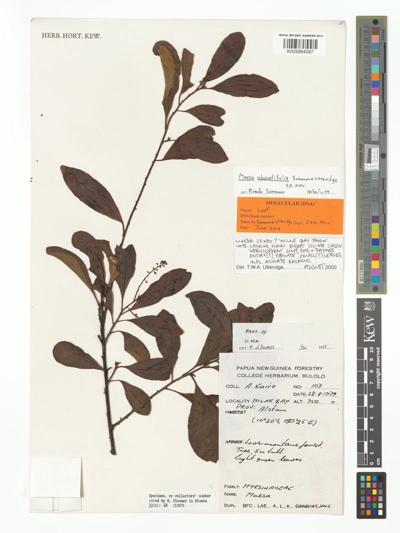 Maesa oblanceolatifolia photo 4