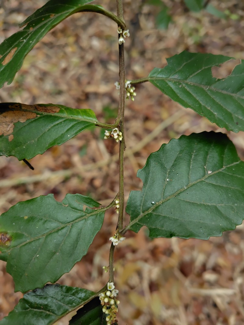 Maesa perlaria var. perlaria