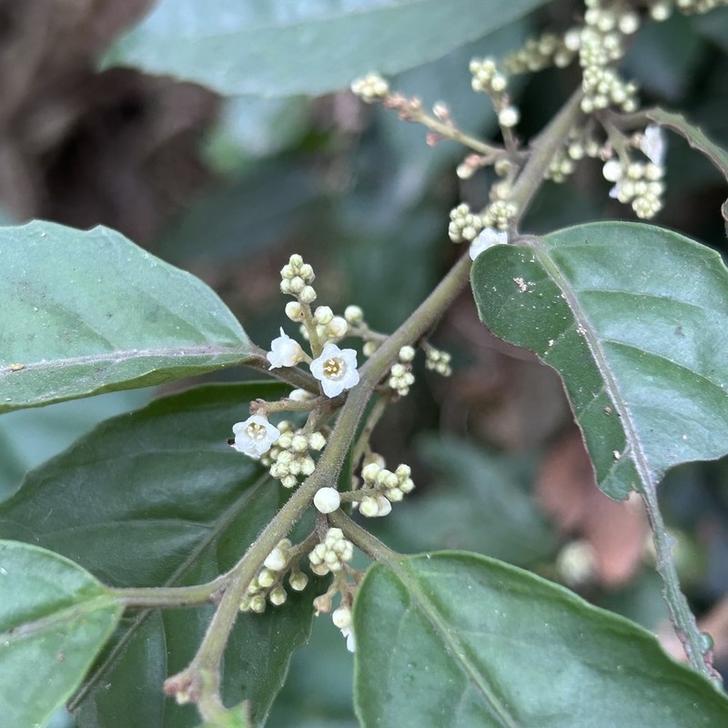 Maesa perlaria var. perlaria photo 2