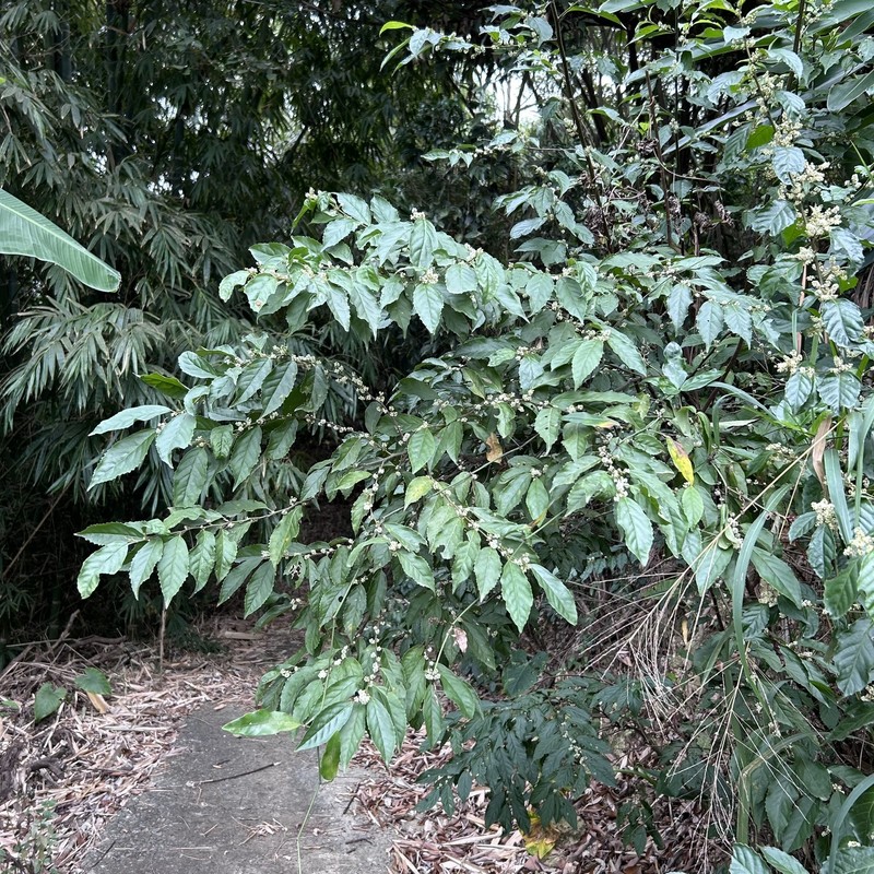 Maesa perlaria var. perlaria photo 3