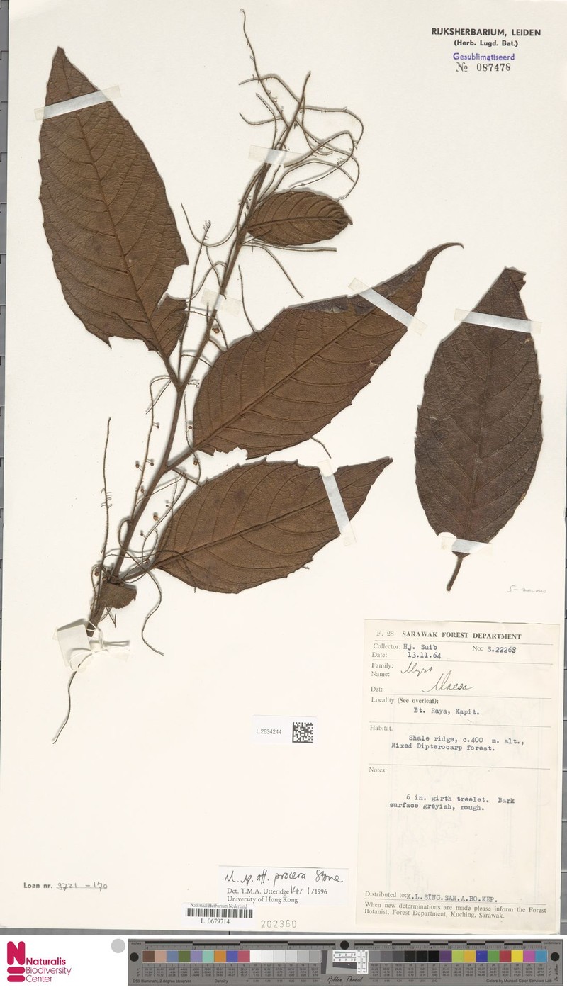 Maesa pilosa