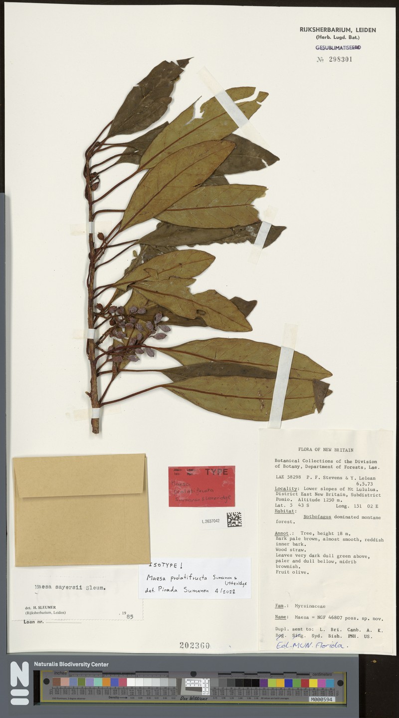 Maesa prolatifructa