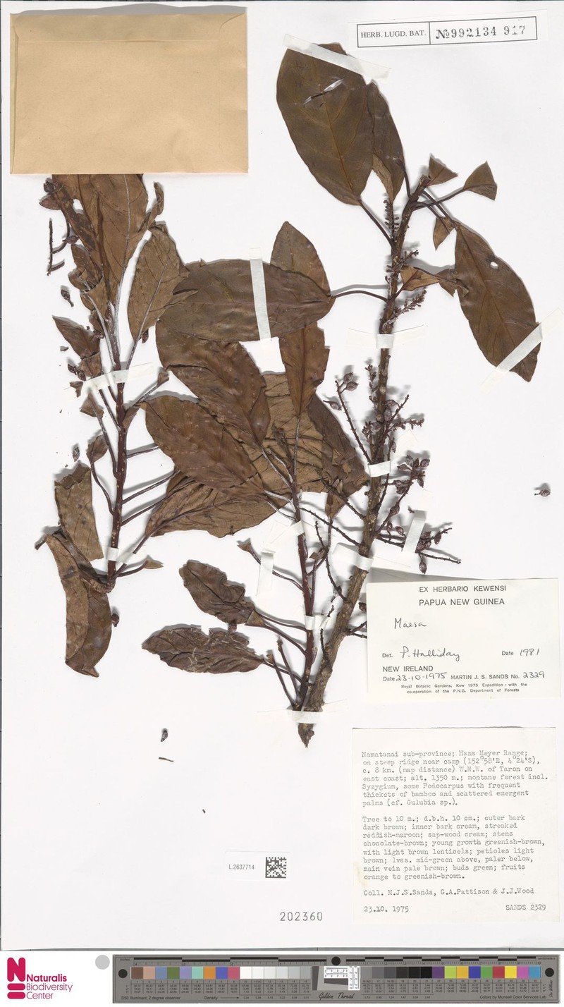 Maesa prolatifructa photo 2