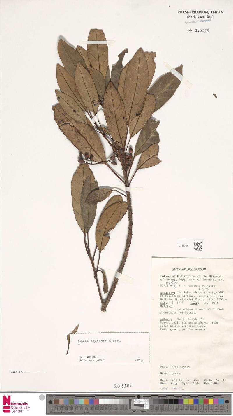 Maesa prolatifructa photo 3