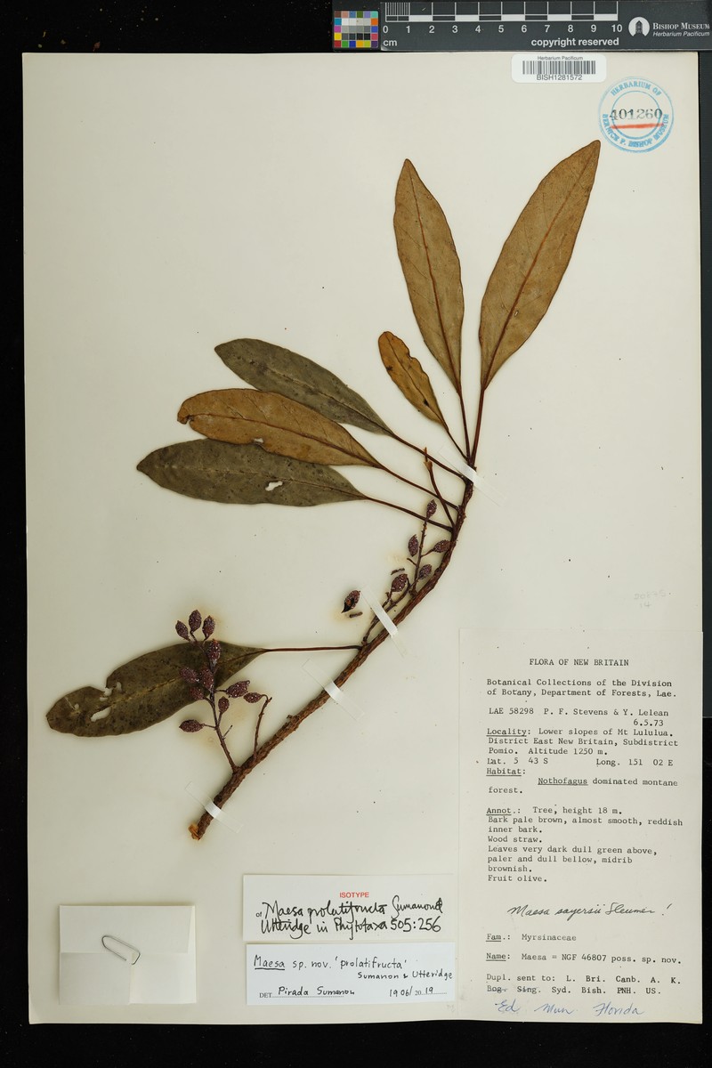 Maesa prolatifructa photo 4