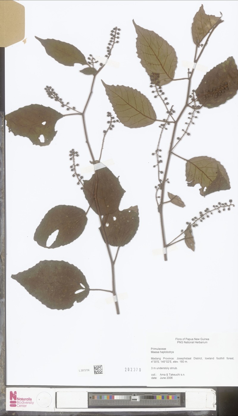 Maesa rufovillosa