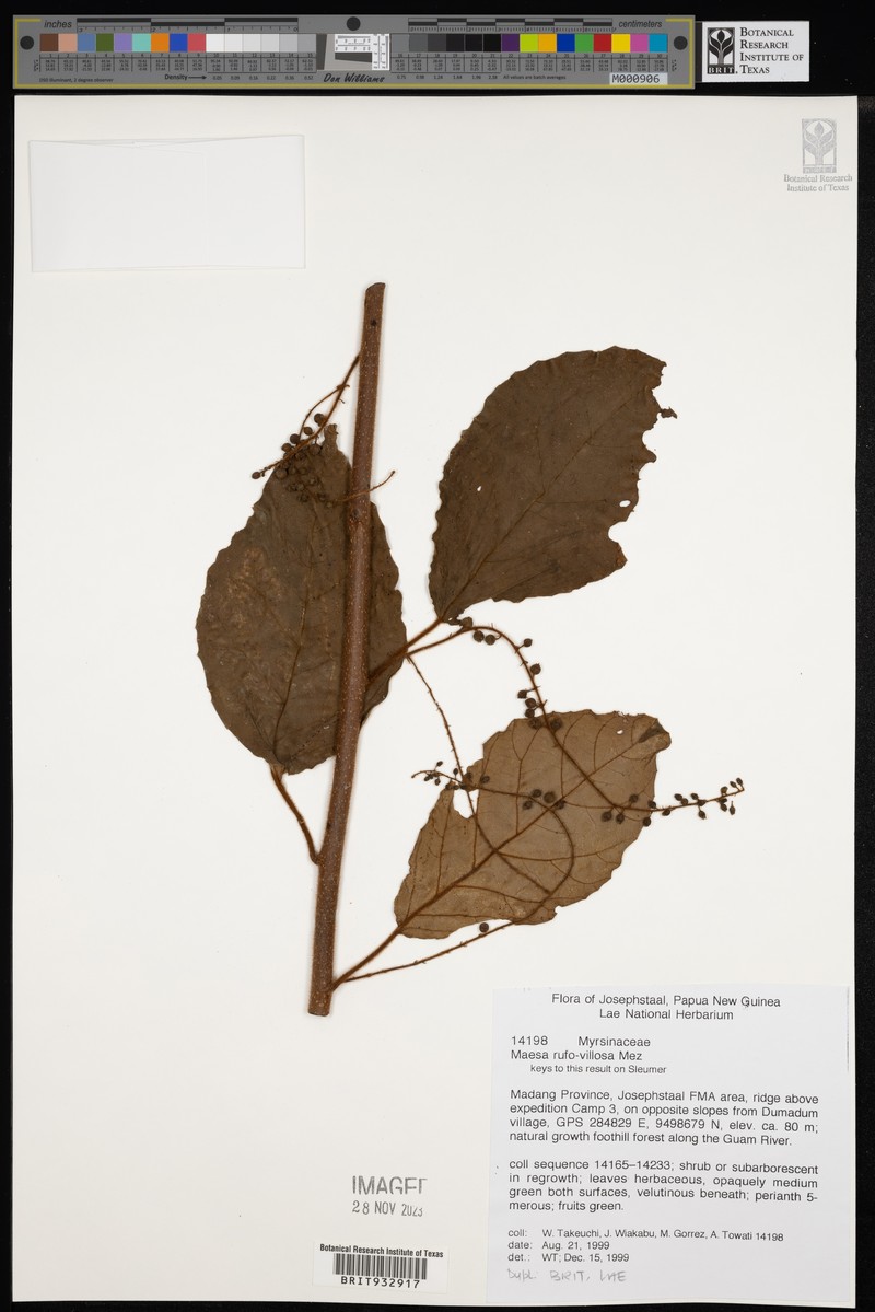 Maesa rufovillosa photo 2