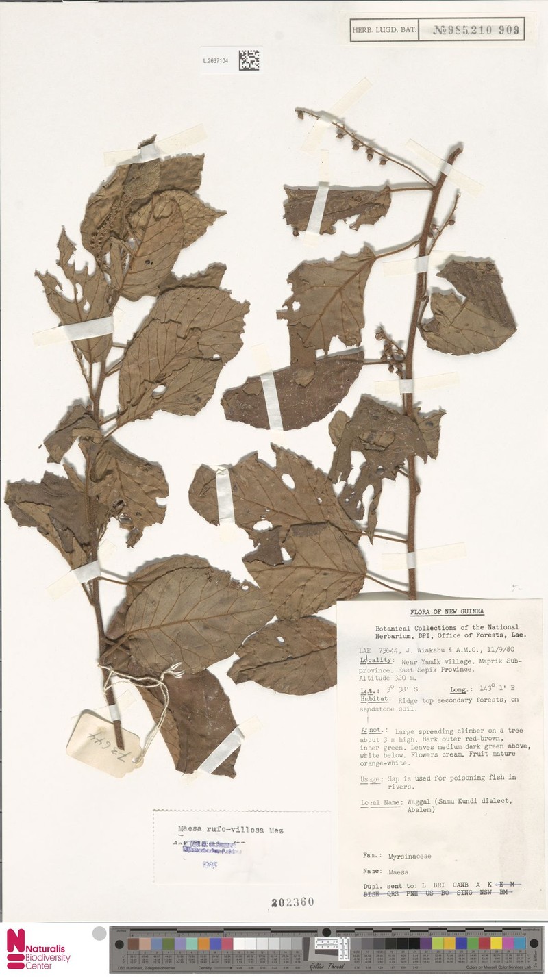 Maesa rufovillosa photo 3