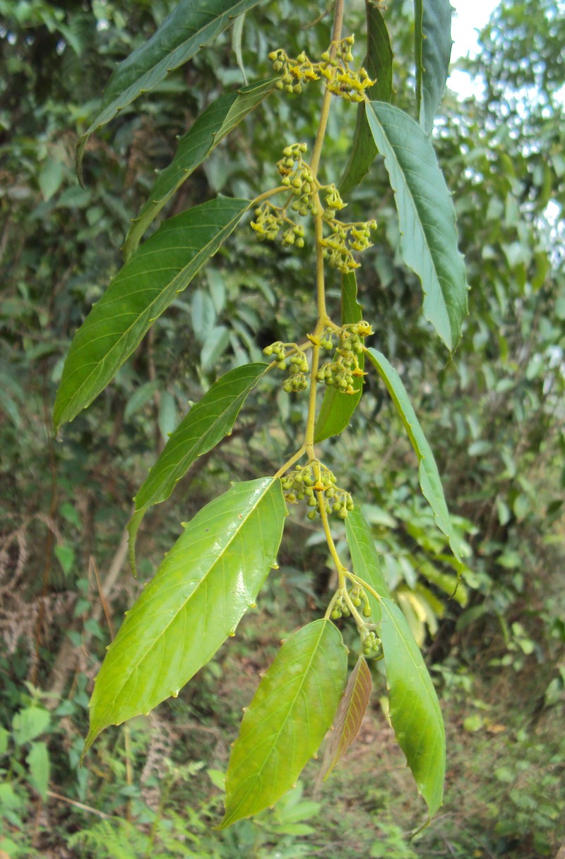 Umbrella-Tree photo 4