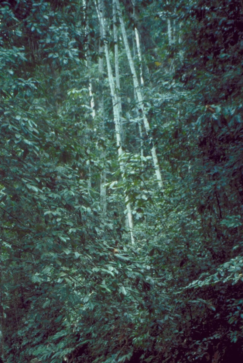 Umbrella-Tree photo 2