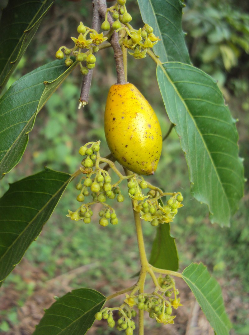 Umbrella-Tree