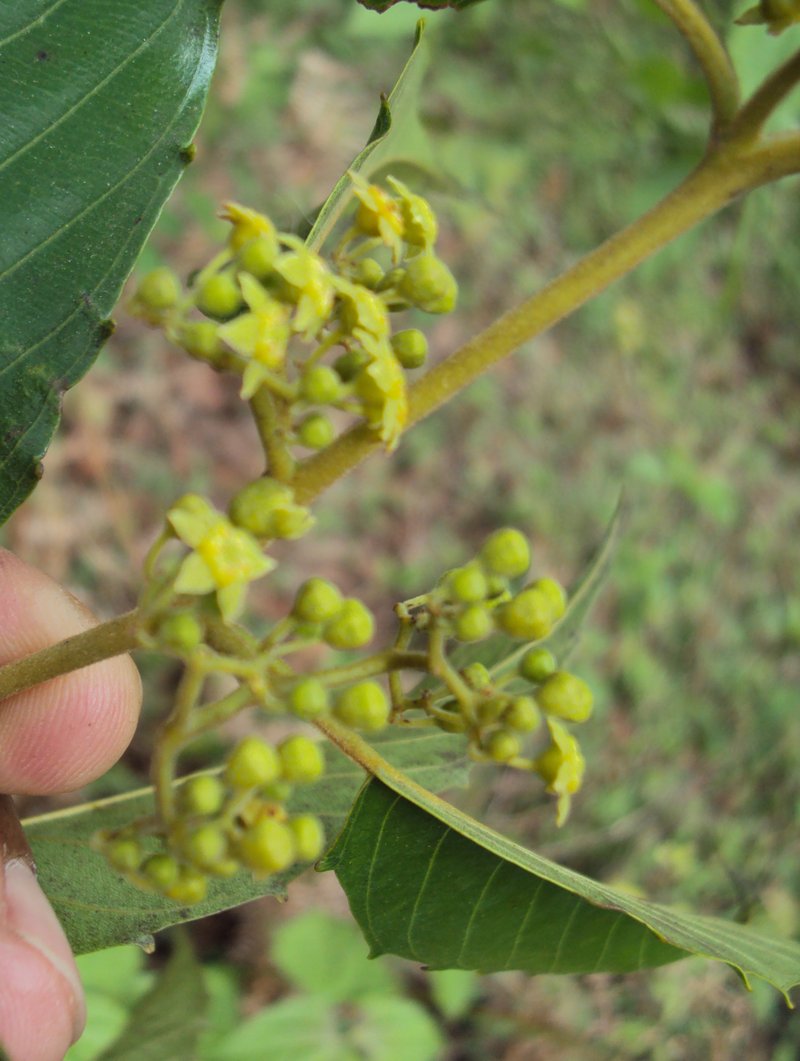 Umbrella-Tree photo 5