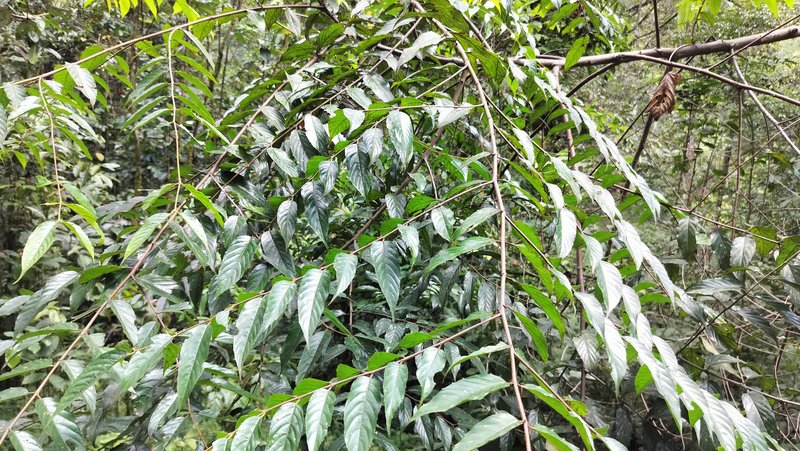 Umbrella-Tree photo 6