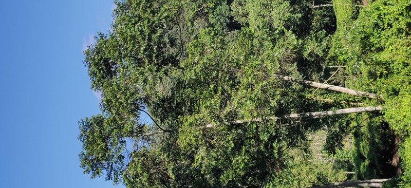 Umbrella-Tree photo 8
