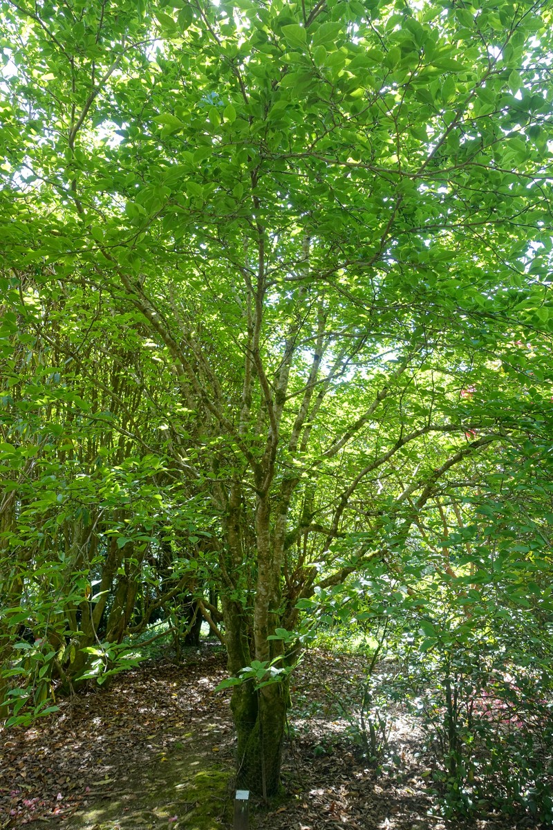 Magnolia × proctoriana
