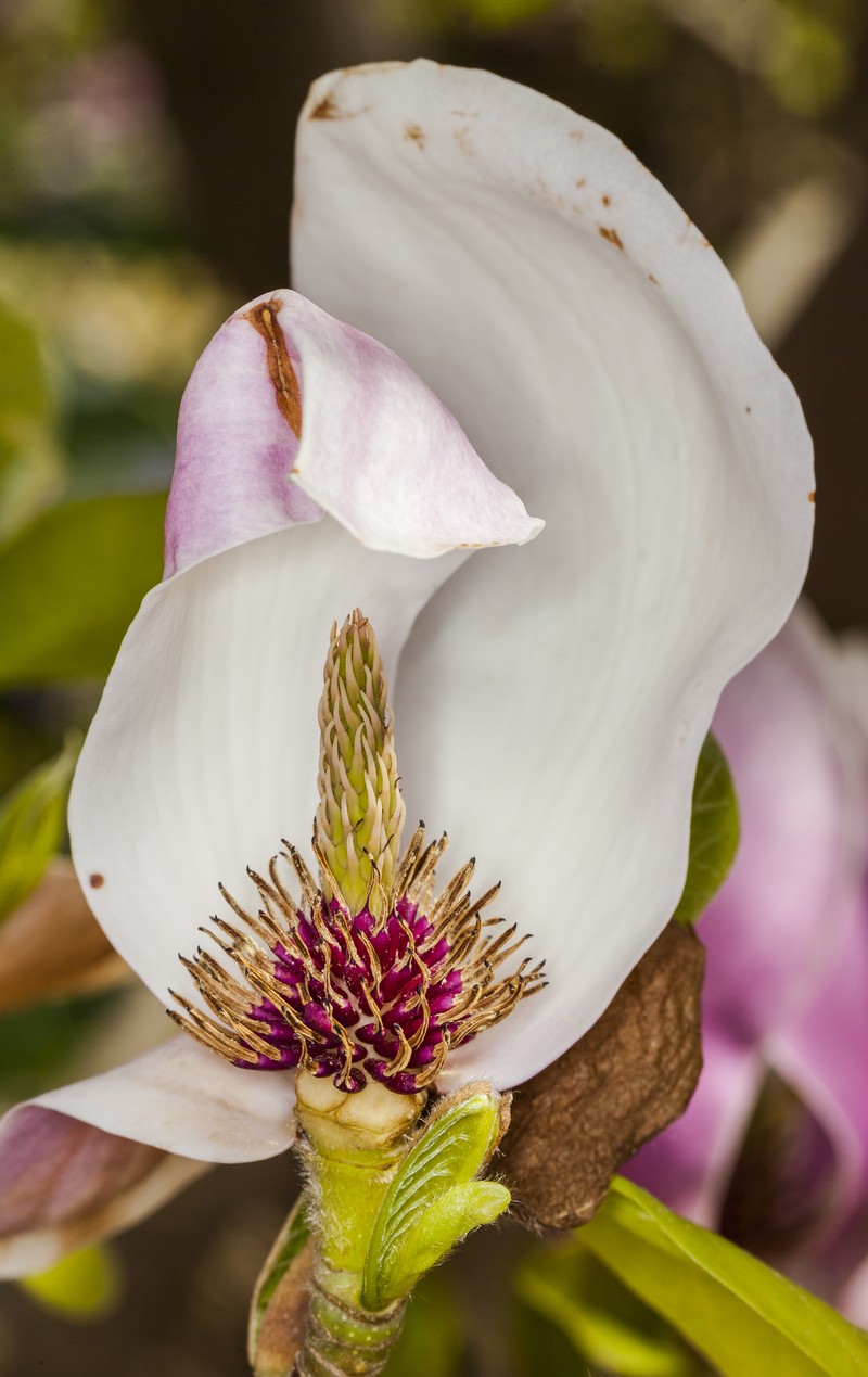 Magnolia × soulangeana