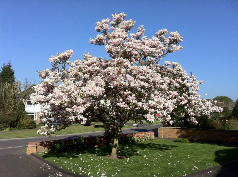 Magnolia × soulangeana photo 2