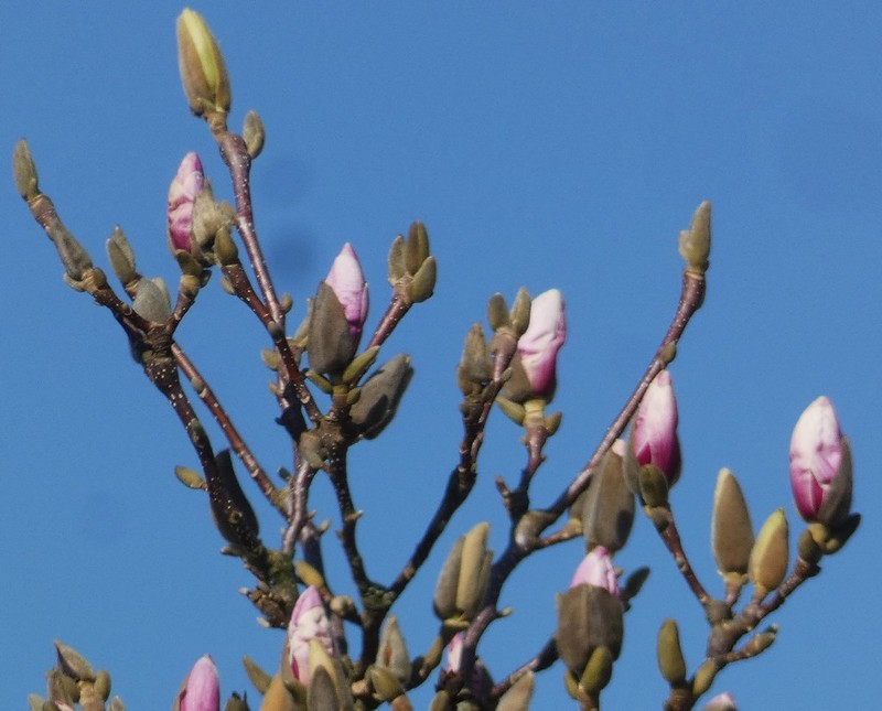 Magnolia × soulangeana photo 3