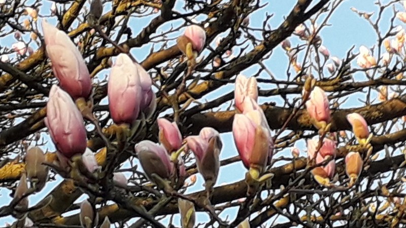 Magnolia × soulangeana photo 4