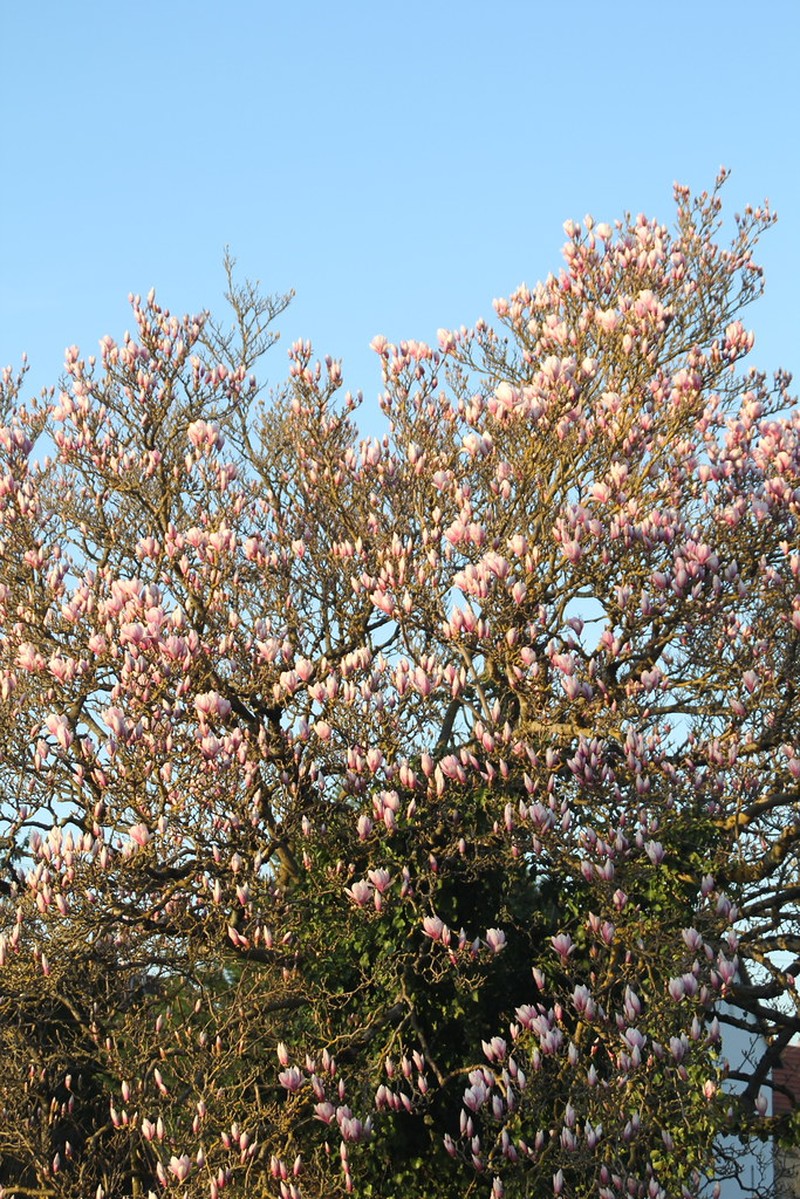 Magnolia × soulangeana photo 5
