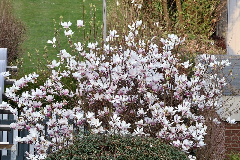 Magnolia × soulangeana photo 6