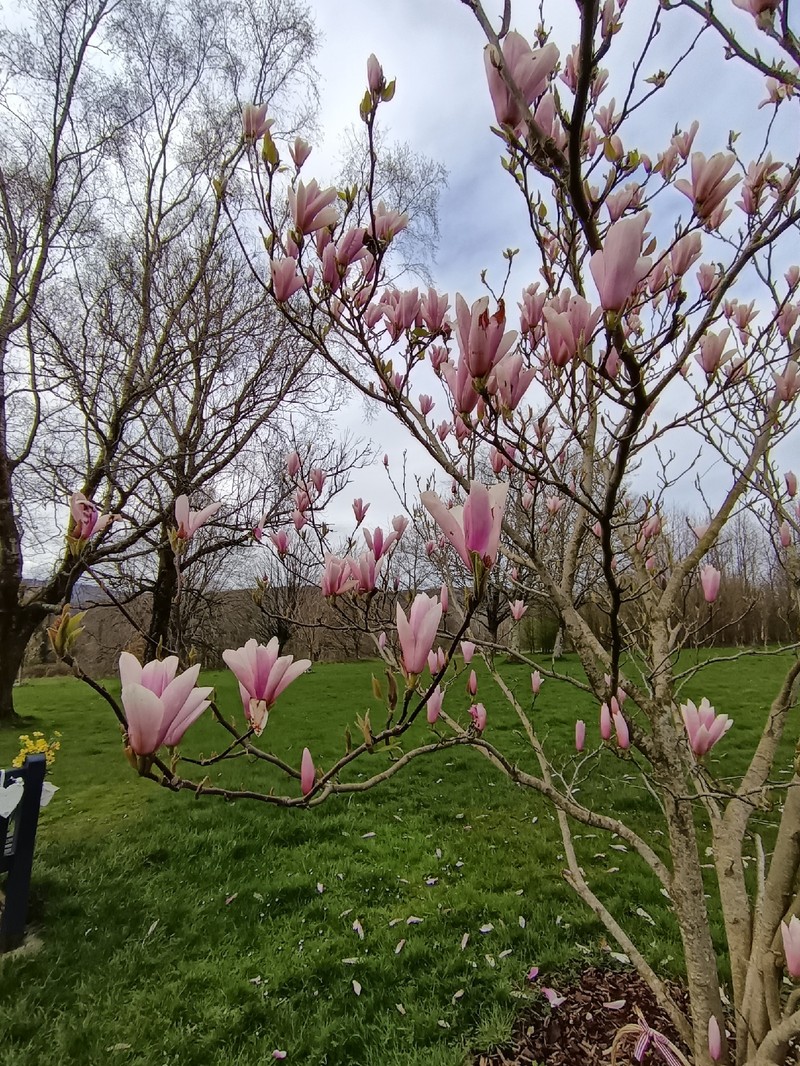 Magnolia × soulangeana photo 7