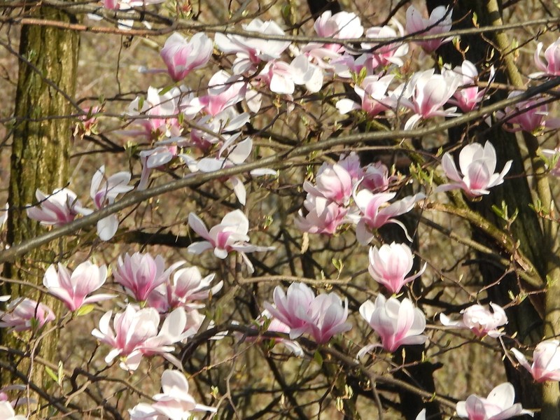 Magnolia × soulangeana photo 8