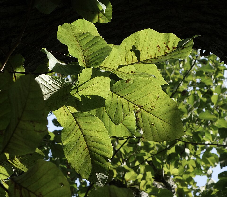 Cucumber Tree photo 4